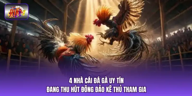 4 nhà cái đá gà uy tín đang thu hút đông đảo kê thủ tham gia