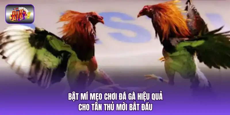 Bật mí mẹo chơi đá gà hiệu quả cho tân thủ mới bắt đầu