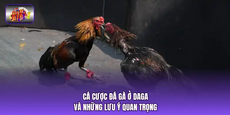 Cá cược đá gà ở DAGA và những lưu ý quan trọng
