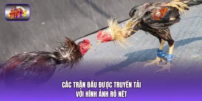 Các trận đấu được truyền tải với hình ảnh rõ nét.