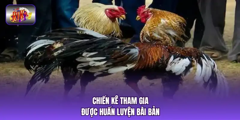Chiến kê tham gia được huấn luyện bài bản.