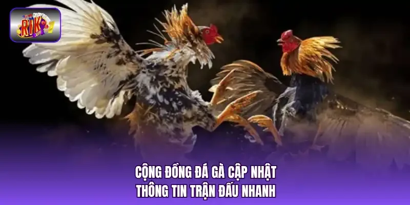 Cộng đồng đá gà cập nhật thông tin trận đấu nhanh.