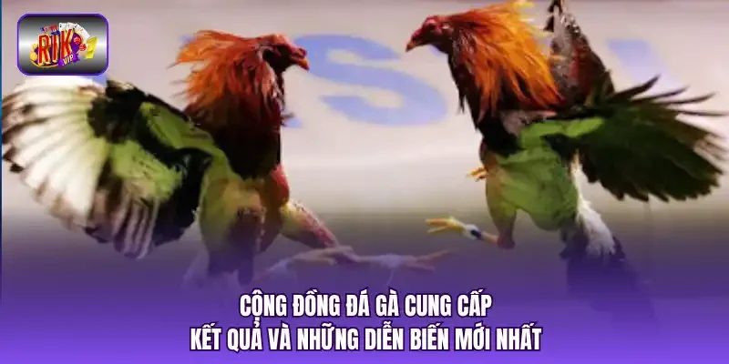 Cộng đồng đá gà cung cấp kết quả và những diễn biến mới nhất.