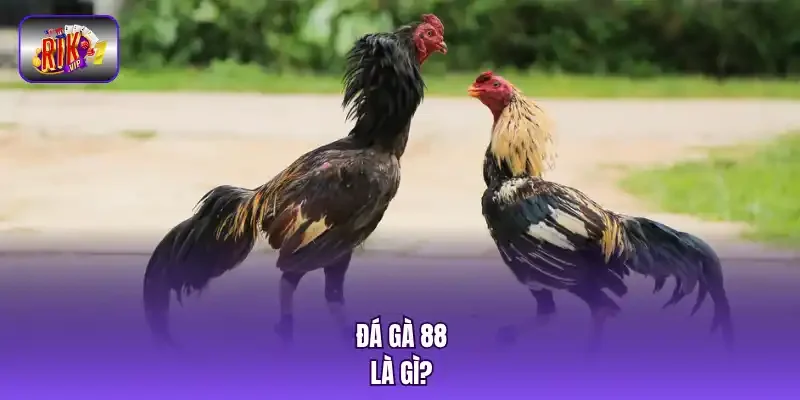 Đá gà 88 là gì?