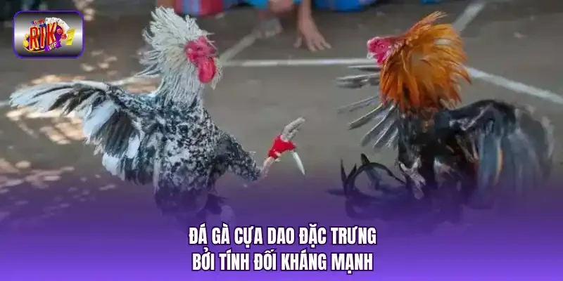 Đá gà cựa dao đặc trưng bởi tính đối kháng mạnh.