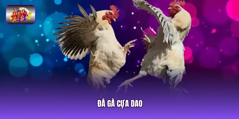 Đá gà cựa dao