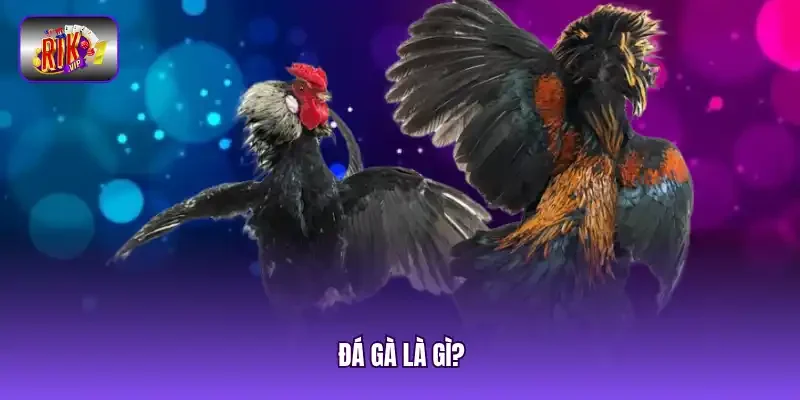 đá gà là gì