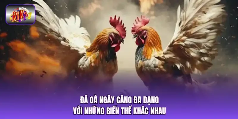 Đá gà ngày càng đa dạng với những biến thể khác nhau.