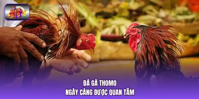 Đá gà thomo ngày càng được quan tâm