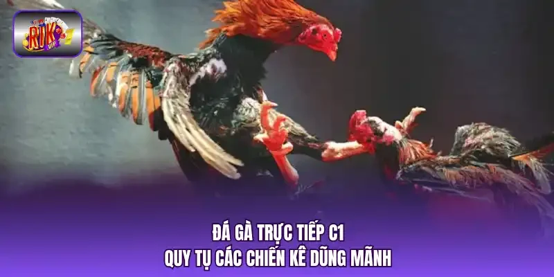 Đá gà trực tiếp C1 quy tụ các chiến kê dũng mãnh