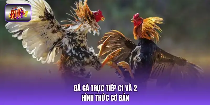 Đá gà trực tiếp C1 và 2 hình thức cơ bản