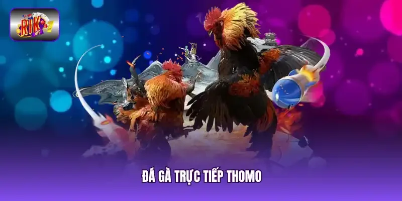 Đá gà trực tiếp Thomo