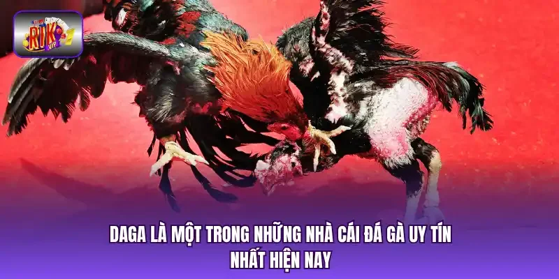 DAGA là một trong những nhà cái đá gà uy tín nhất hiện nay