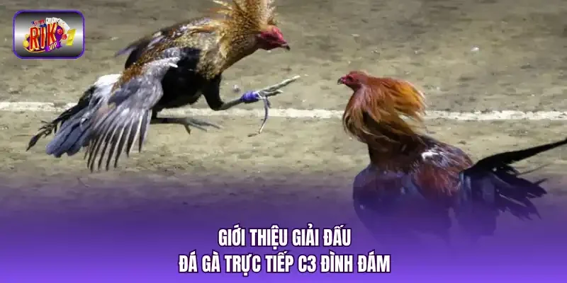 Giới thiệu giải đấu đá gà trực tiếp C3 đình đám