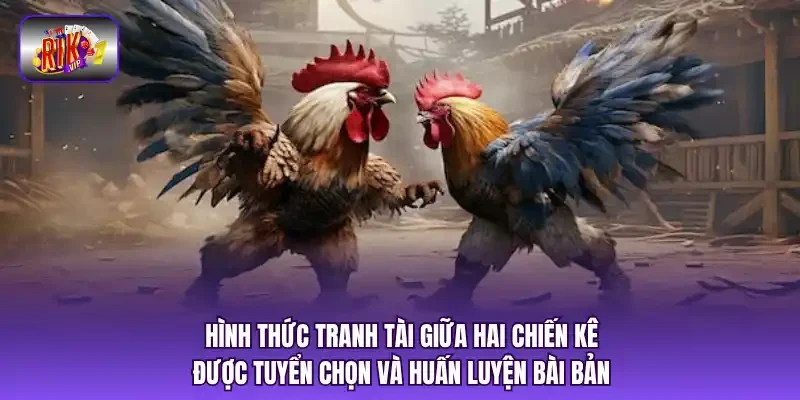 Hình thức tranh tài giữa hai chiến kê được tuyển chọn và huấn luyện bài bản.