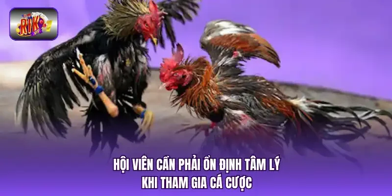 Hội viên cần phải ổn định tâm lý khi tham gia cá cược