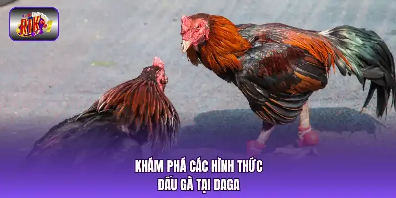 Khám phá các hình thức đấu gà tại DAGA