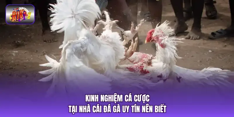 Kinh nghiệm cá cược tại nhà cái đá gà uy tín nên biết