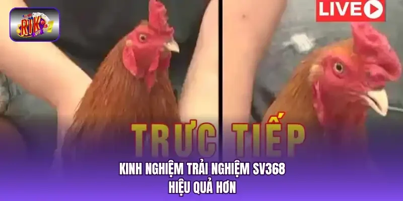 Kinh nghiệm trải nghiệm SV368 hiệu quả hơn