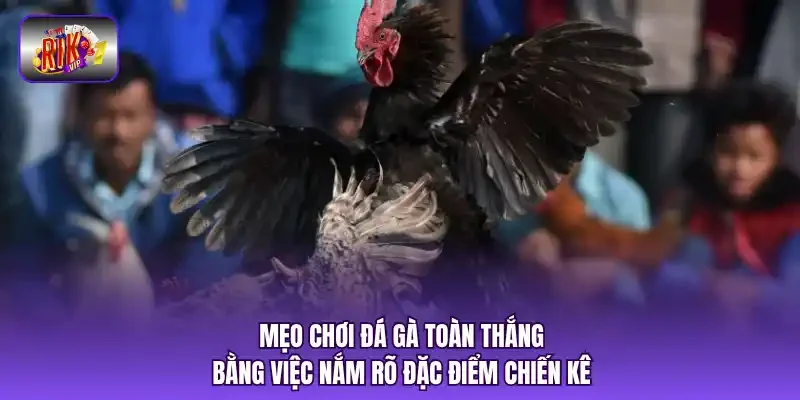Mẹo chơi đá gà toàn thắng bằng việc nắm rõ đặc điểm chiến kê
