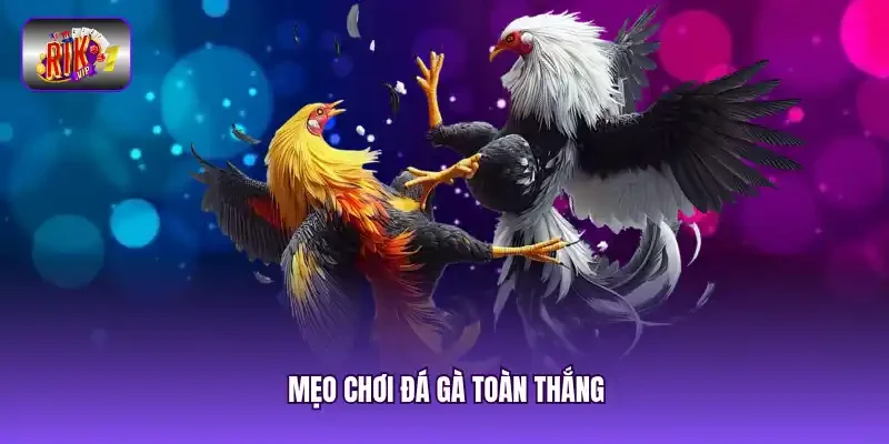 mẹo chơi đá gà toàn thắng