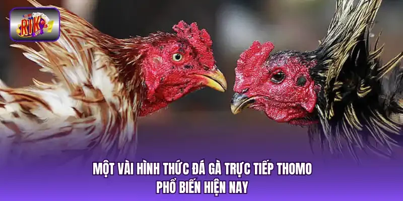Một vài hình thức đá gà trực tiếp Thomo phổ biến hiện nay