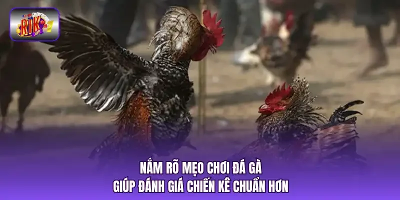 Nắm rõ mẹo chơi đá gà giúp đánh giá chiến kê chuẩn hơn.