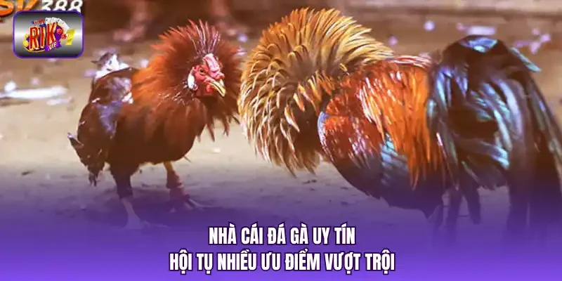 Nhà cái đá gà uy tín hội tụ nhiều ưu điểm vượt trội 