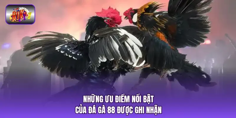 Những ưu điểm nổi bật của đá gà 88 được ghi nhận