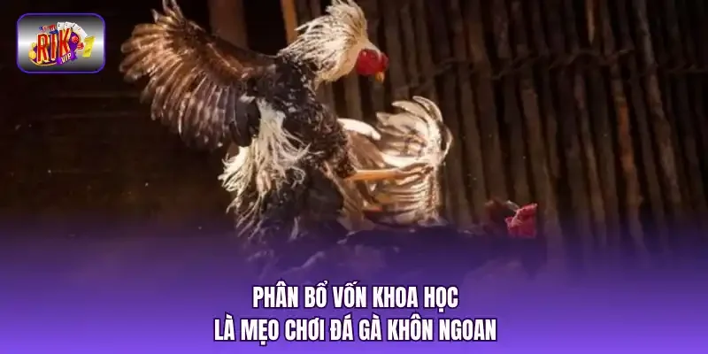Phân bổ vốn khoa học là mẹo chơi đá gà khôn ngoan