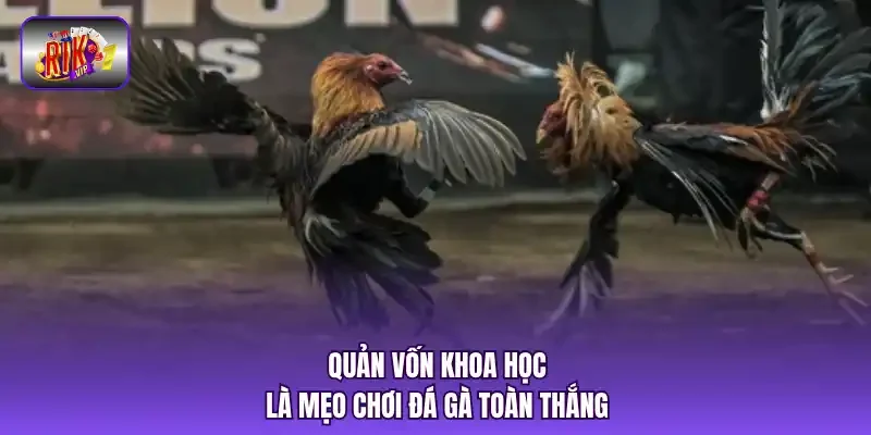 Quản vốn khoa học là mẹo chơi đá gà toàn thắng