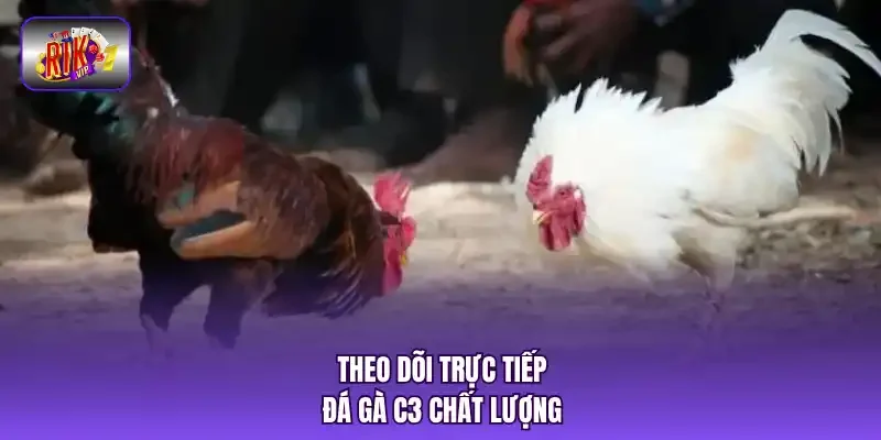 Theo dõi trực tiếp đá gà C3 chất lượng