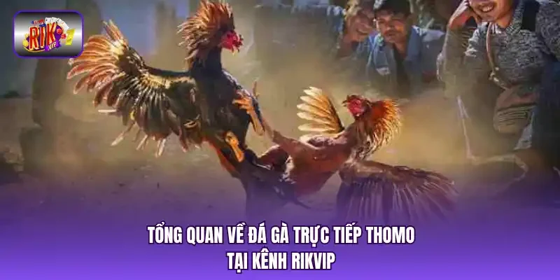 Tổng quan về đá gà trực tiếp Thomo tại kênh RIKVIP