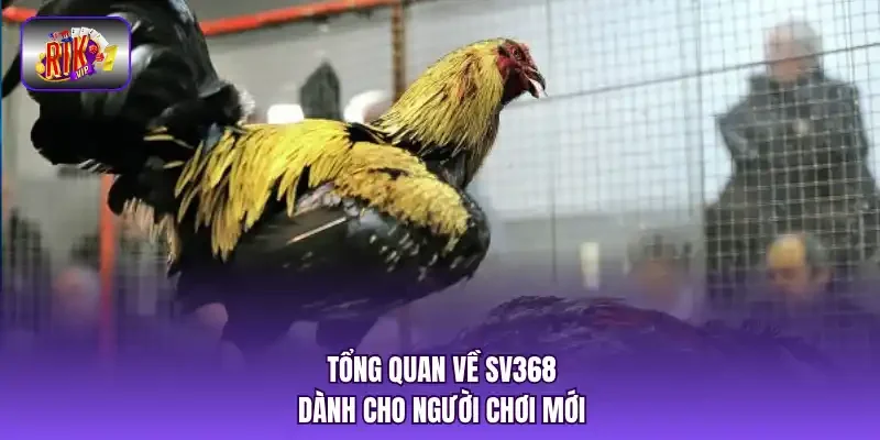 ổng quan về SV368 dành cho người chơi mới