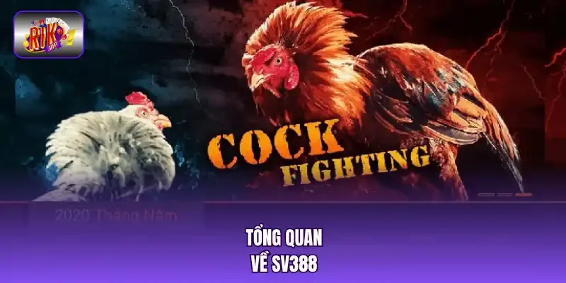 Tổng quan về SV388