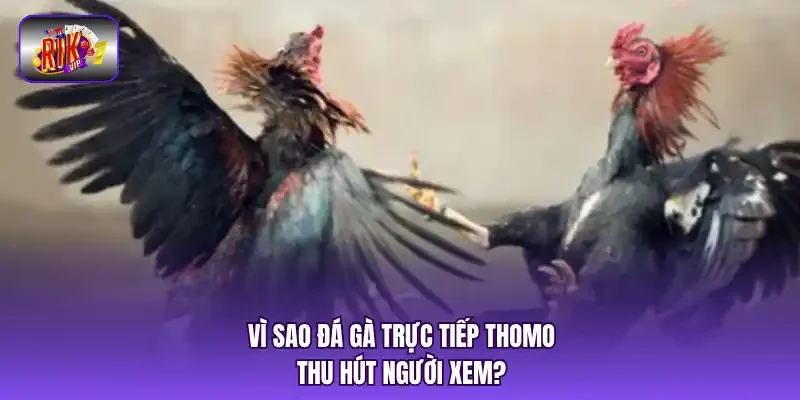 Vì sao đá gà trực tiếp Thomo thu hút người xem?