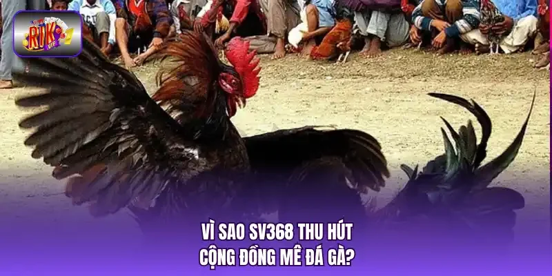 Vì sao SV368 thu hút cộng đồng mê đá gà?