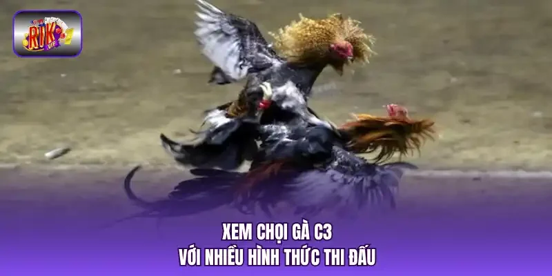 Xem chọi gà C3 với nhiều hình thức thi đấu